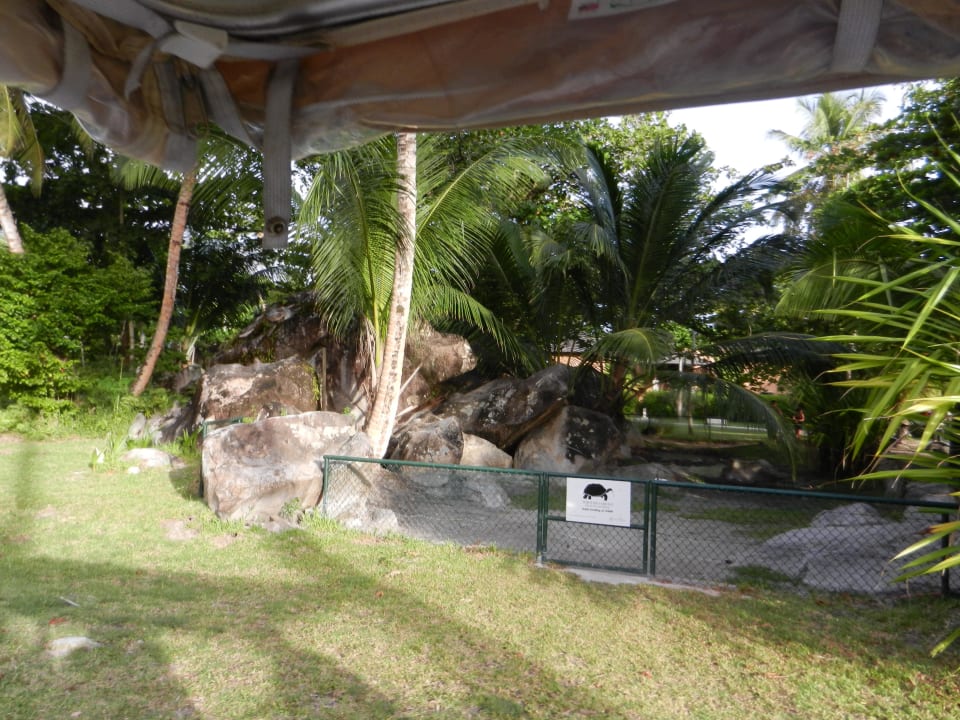 Gehege für die Schildkröten Constance Ephelia