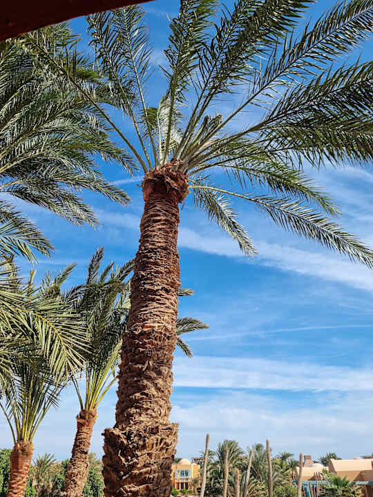 Gartenanlage Sheraton Miramar Resort El Gouna