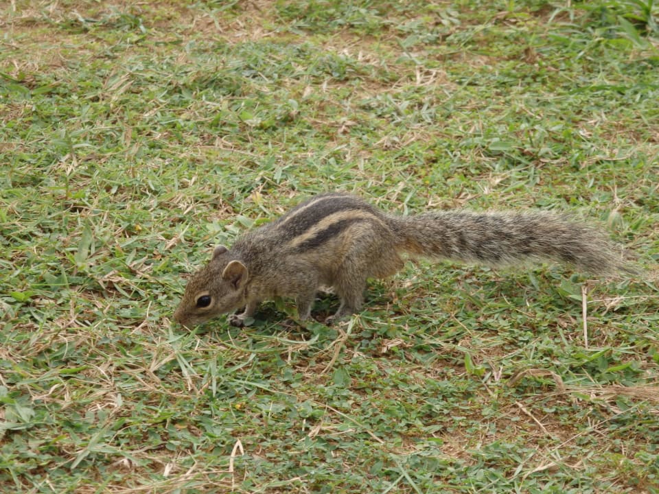 Streifenhörnchen im Garten überall anzutreffen Mermaid Hotel & Club