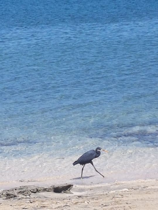 Strand Shams Alam Beach Resort