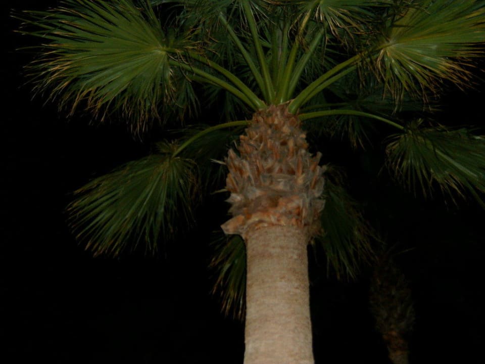 Palme bei Nacht Caribbean World Monastir
