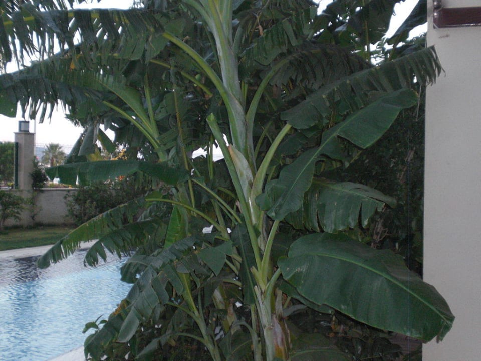 Bananenpflanzen vor den Poolzimmern Paloma Pasha