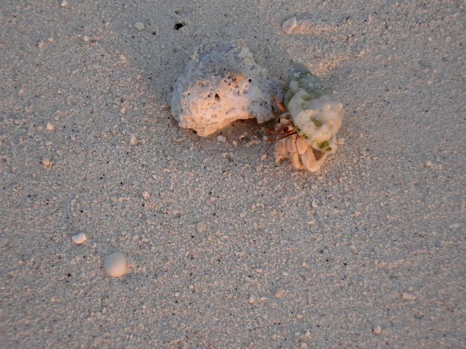 Einsiedlerkrebs am Strand Kuramathi Maldives