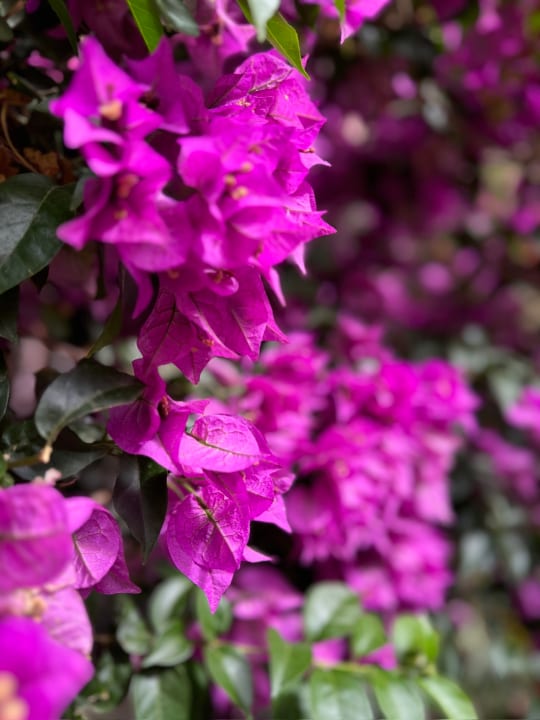 Gartenanlage allsun Hotel Lucana