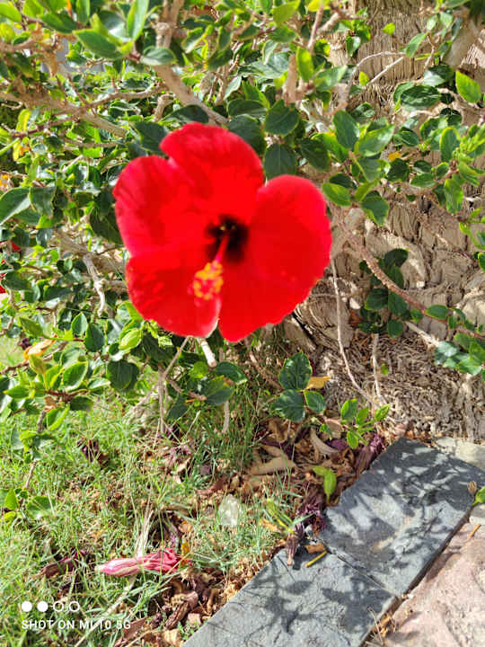 Gartenanlage Shams Safaga Resort