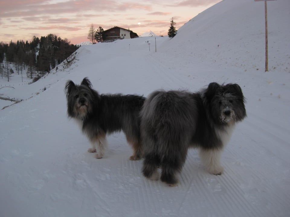 Seitlicher Blick aus Haus aus Richtung Obertauern Weningeralm