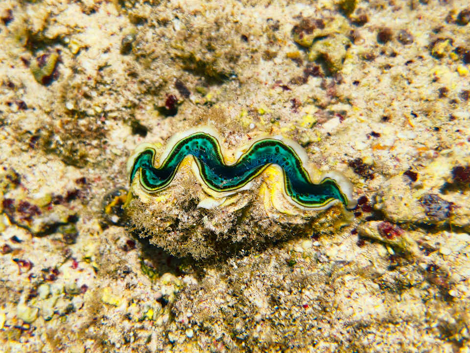 Strand JAZ Neo Reef Marsa