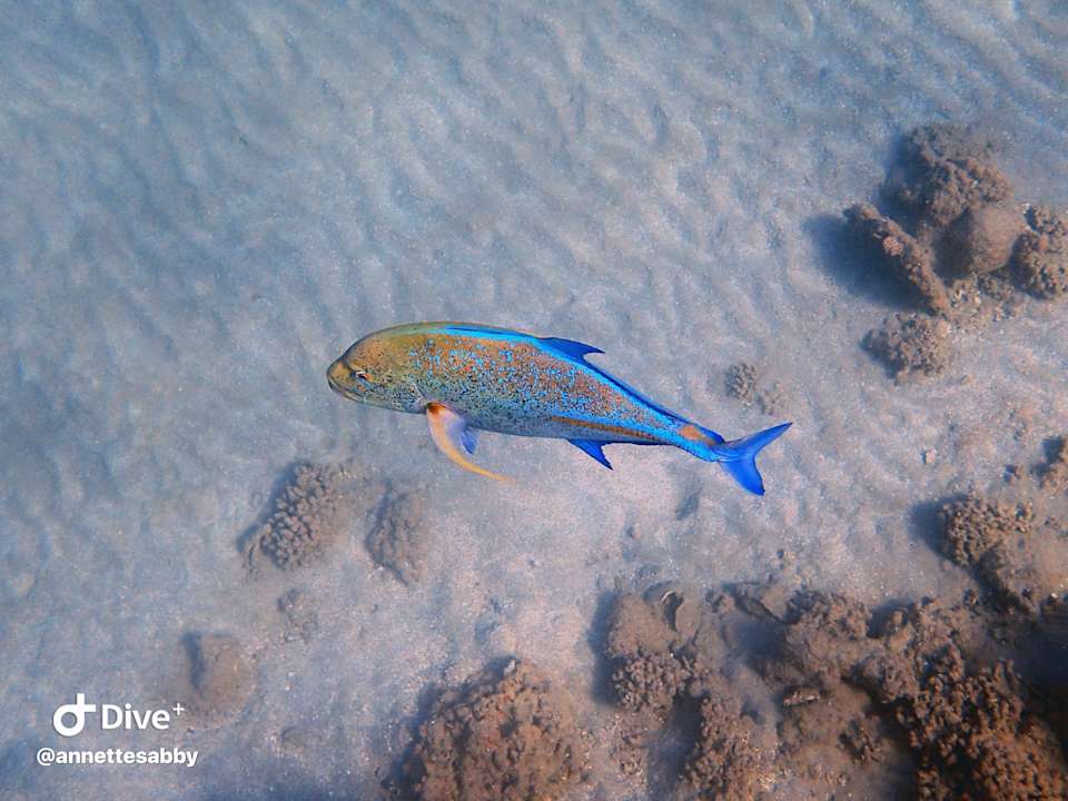 Sonstiges Three Corners Equinox Beach Resort