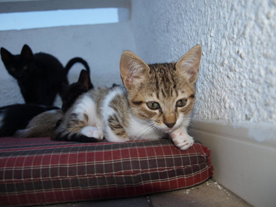Die vielbeschriebenen Katzen Hotel El Mouradi Djerba Menzel