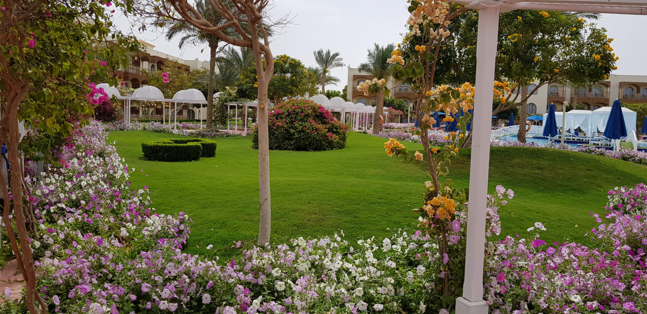 Gartenanlage Desert Rose