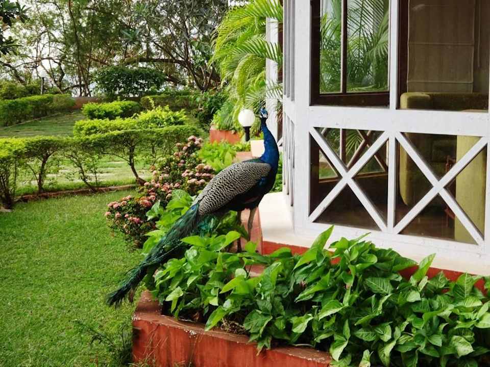 Pfauen schauen in die Zimmer The Gateway Hotel Pasumalai