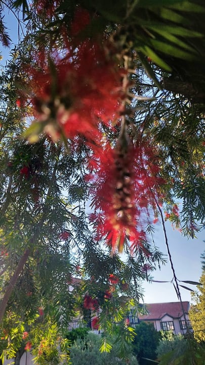 Gartenanlage Sunrise Resort Hotel