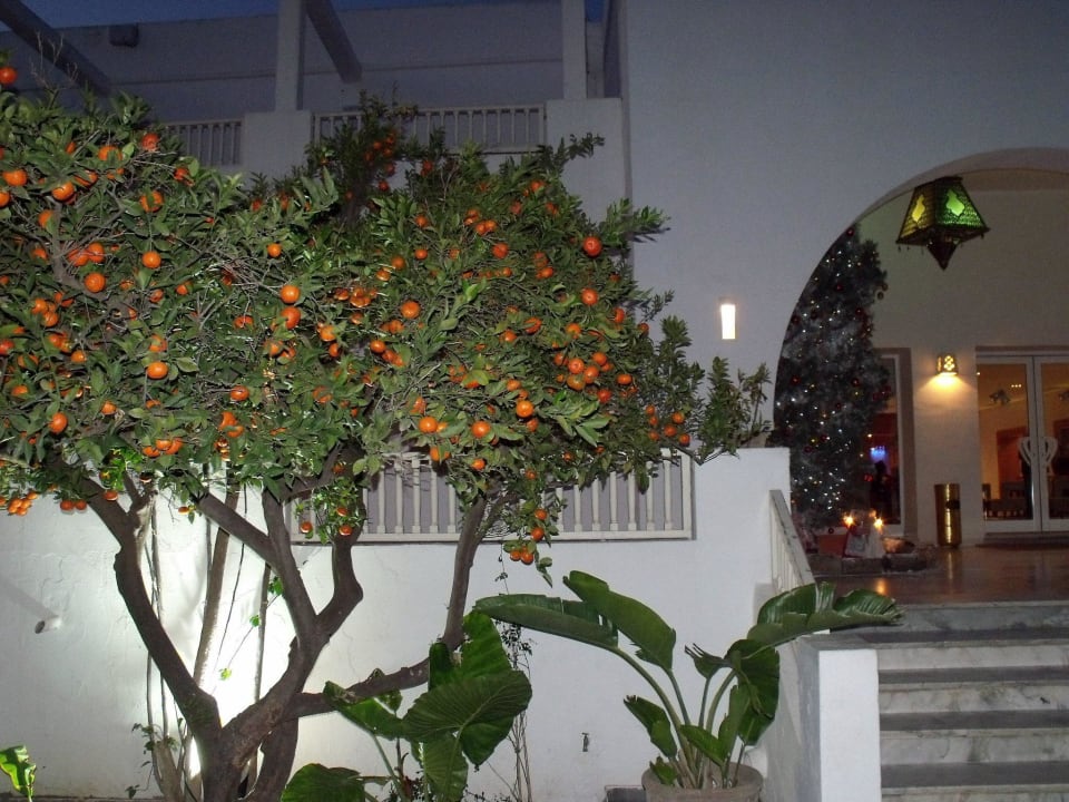 Orangenbaum The Orangers Beach Resort and Bungalows