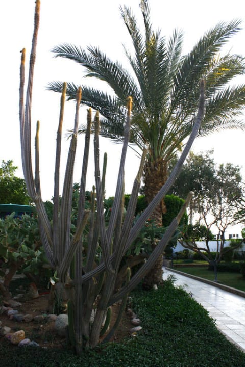 Garten Ghazala Beach