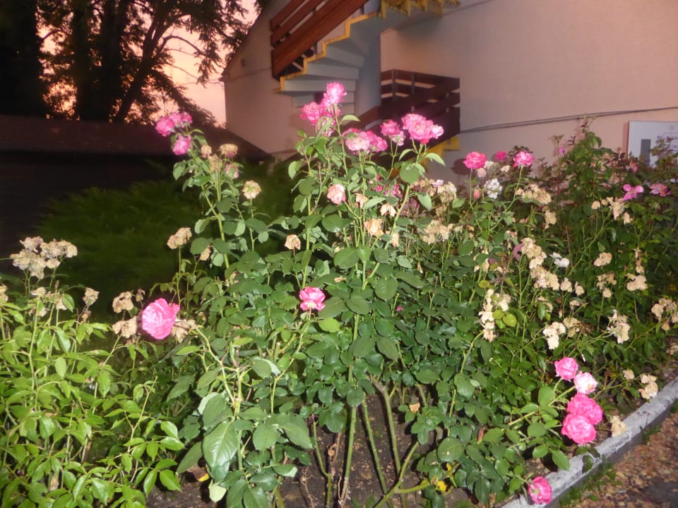 Gartenanlage Hotel Kyriad Chantilly