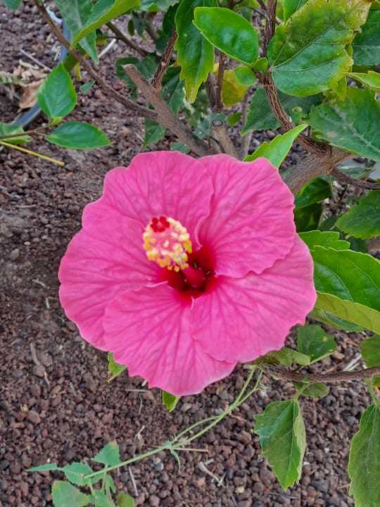 Gartenanlage SBH Monica Beach Resort