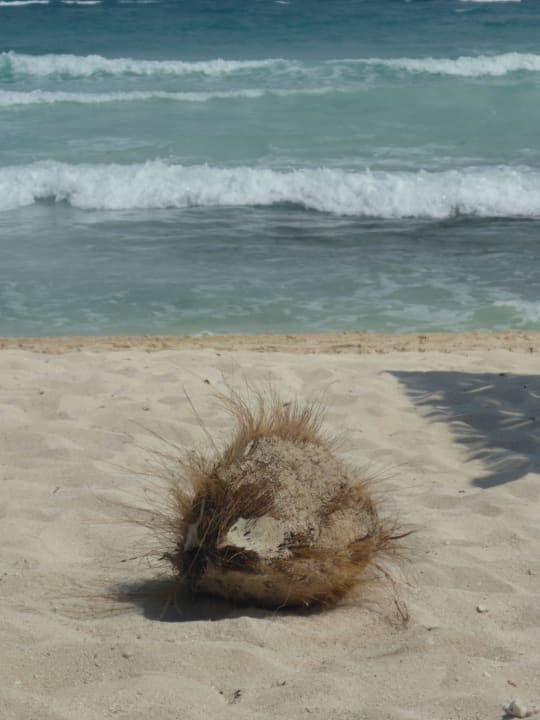 Kokosnuss Akumal Bay Beach & Wellness Resort