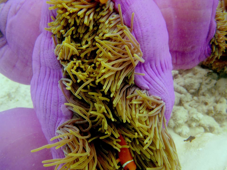 Anemone Kuramathi Maldives