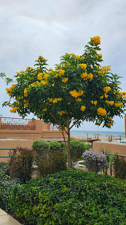 Gartenanlage Shams Prestige Abu Soma-Adults Only