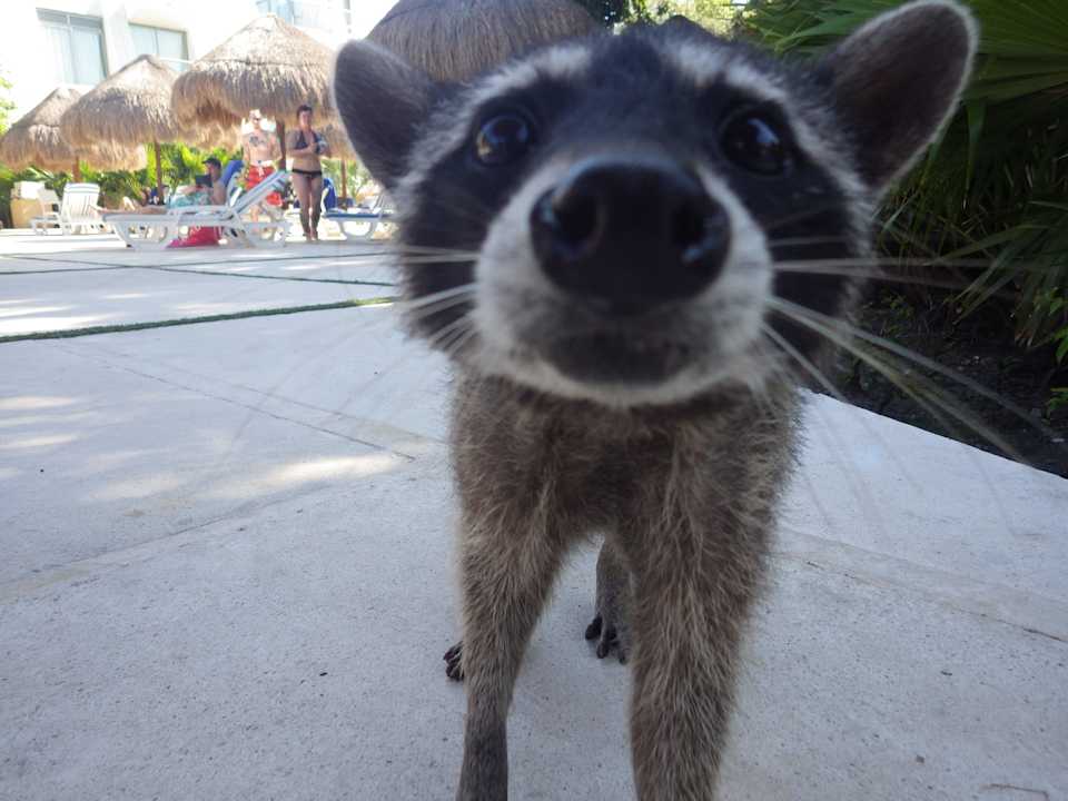 Waschbär Grand Sirenis Riviera Maya Resort & Spa