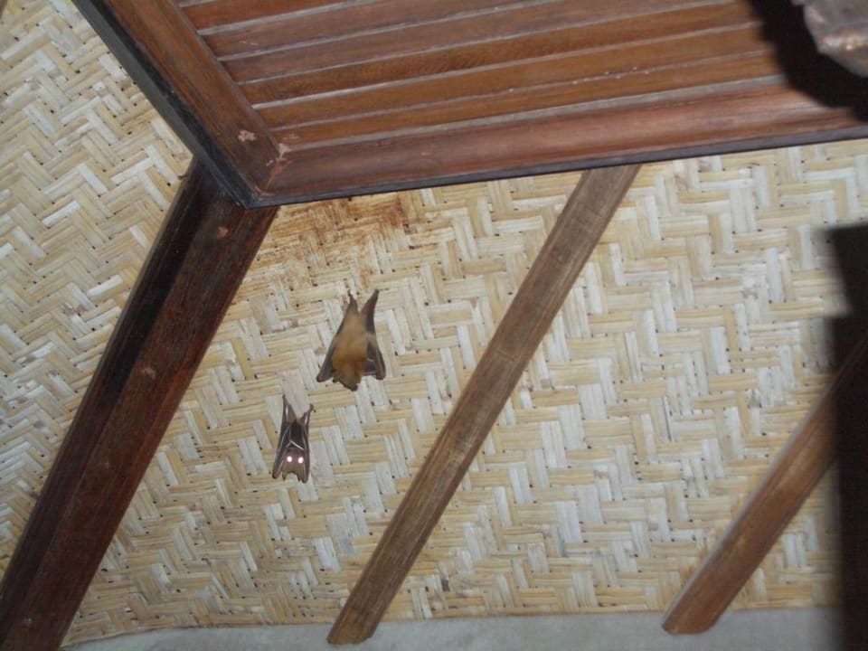 Dauergäste auf unserem Balkon Puri Santrian