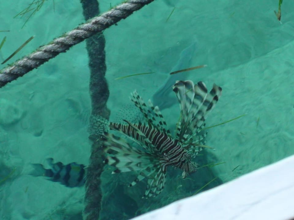 Feuerfisch am Jetty Kuredu Island Kuredu Island Resort & Spa