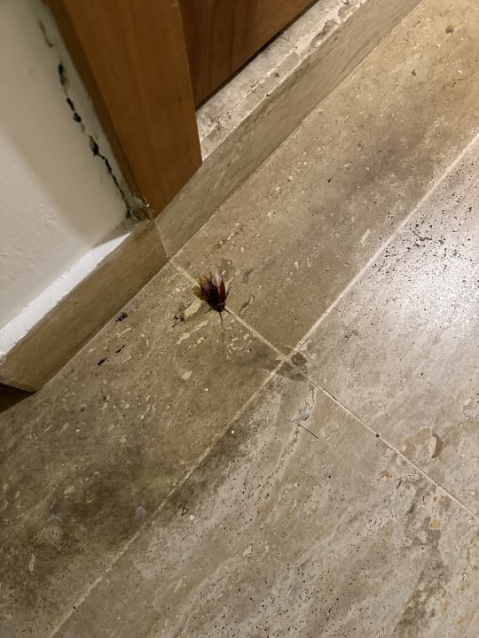 Zimmer Viva V Samana by Wyndham – Adults Only