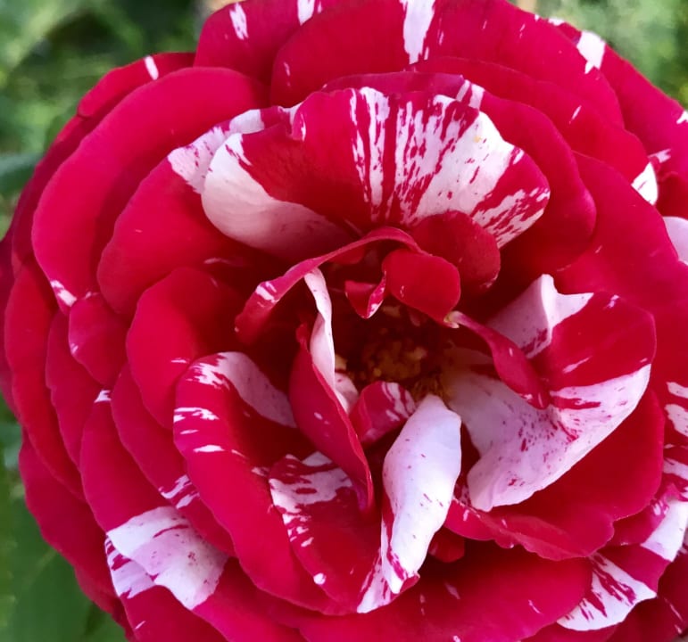 Delphin Imperial Hotel Delphin Imperial