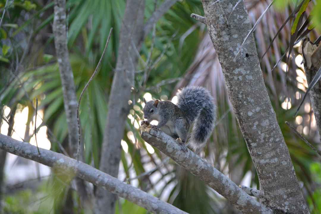 Niedliches graues Eichhörnchen Grand Palladium Kantenah Resort & Spa