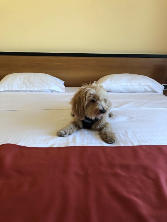 Zimmer Hotel North Star Continental Resort