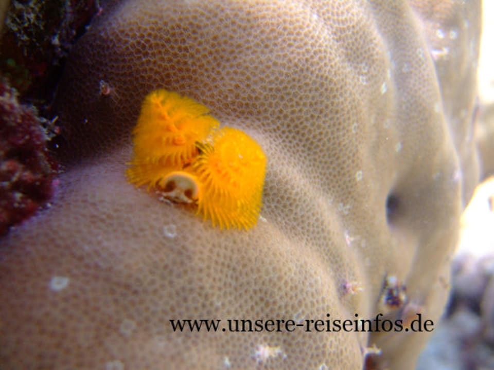 unterwasseraufnahme Fihalhohi Maldives