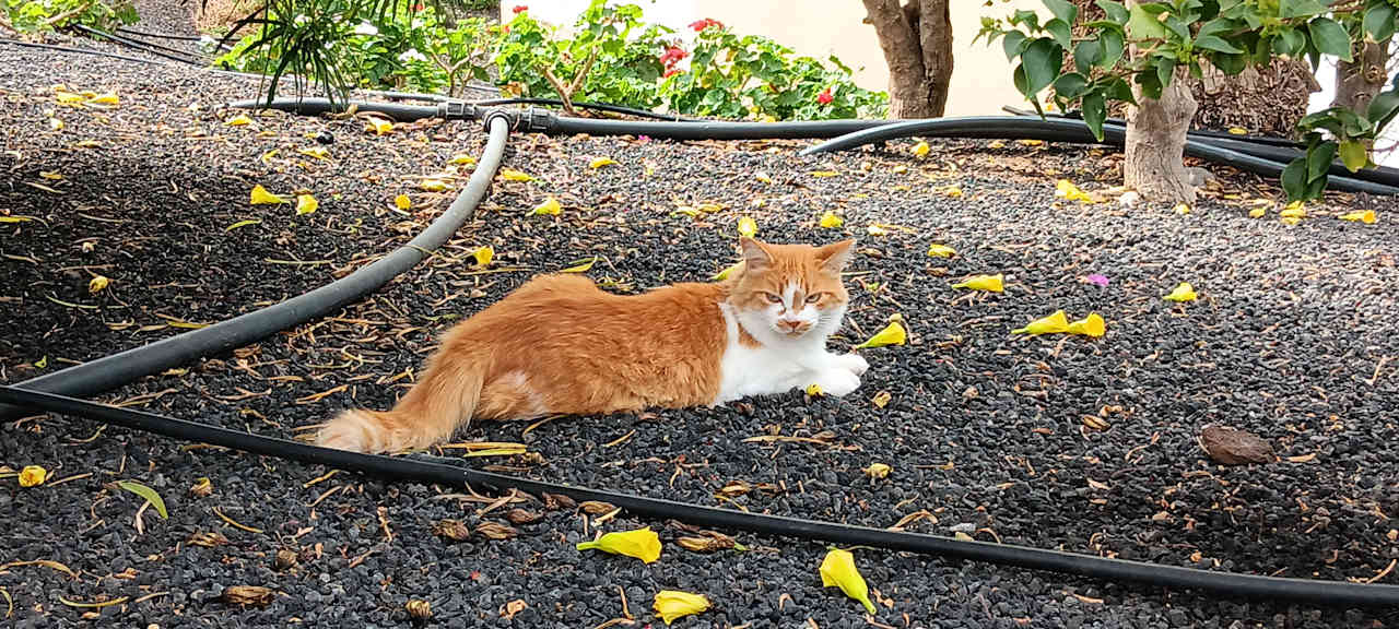 Gartenanlage Occidental Jandía Royal Level - Adults only