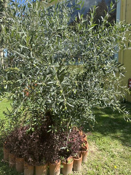 Gartenanlage VONRESORT Golden Beach