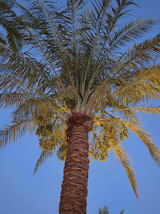 Gartenanlage Desert Rose