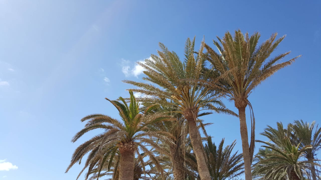 Blauer Himmel am Pool Hotel Riu Oliva Beach - Hotel