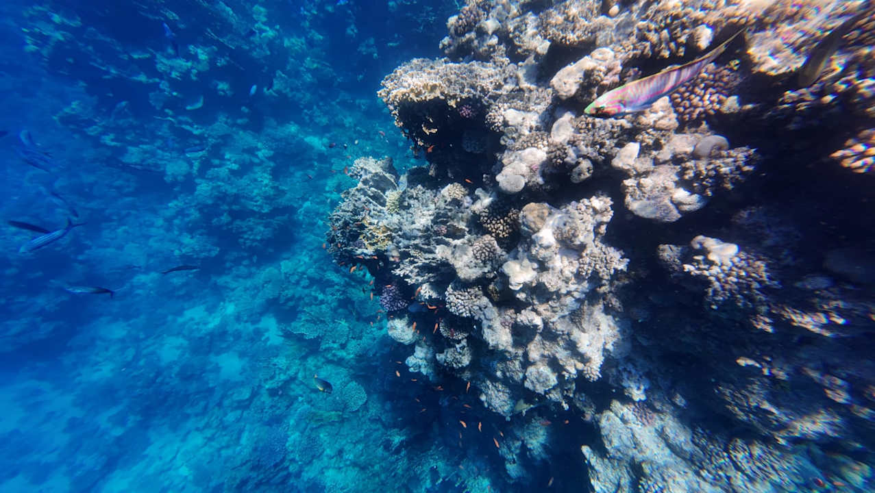 Sonstiges Pickalbatros Palace Hotel-Port Ghalib