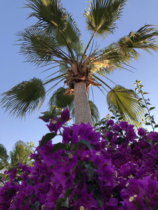 Gartenanlage Aydinbey Kings Palace & Spa