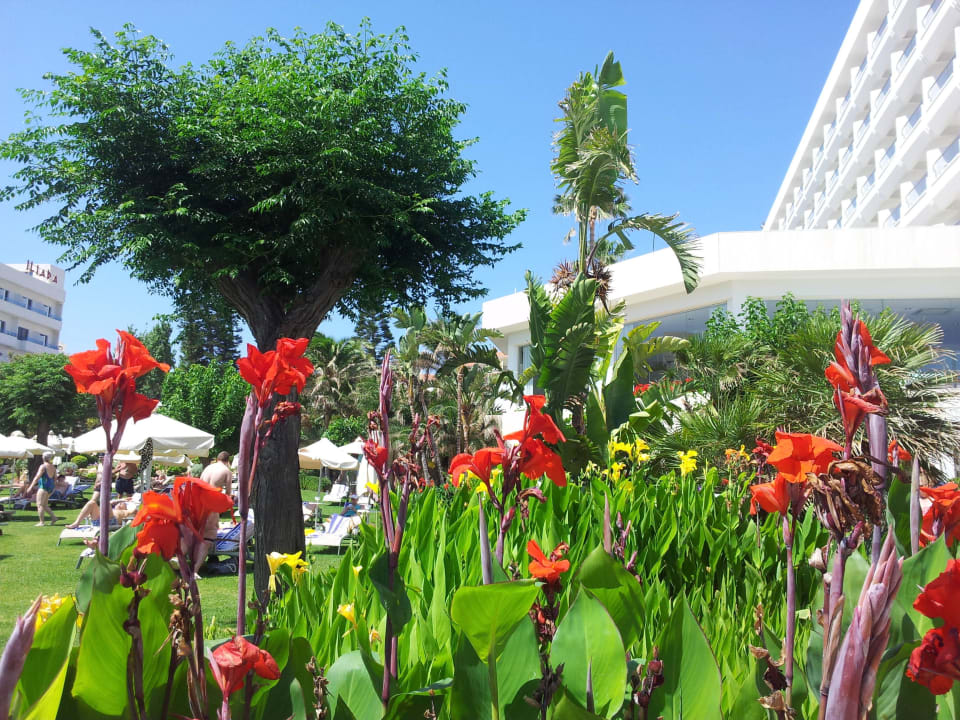 Garten mit Blumen Hotel Sunrise Beach