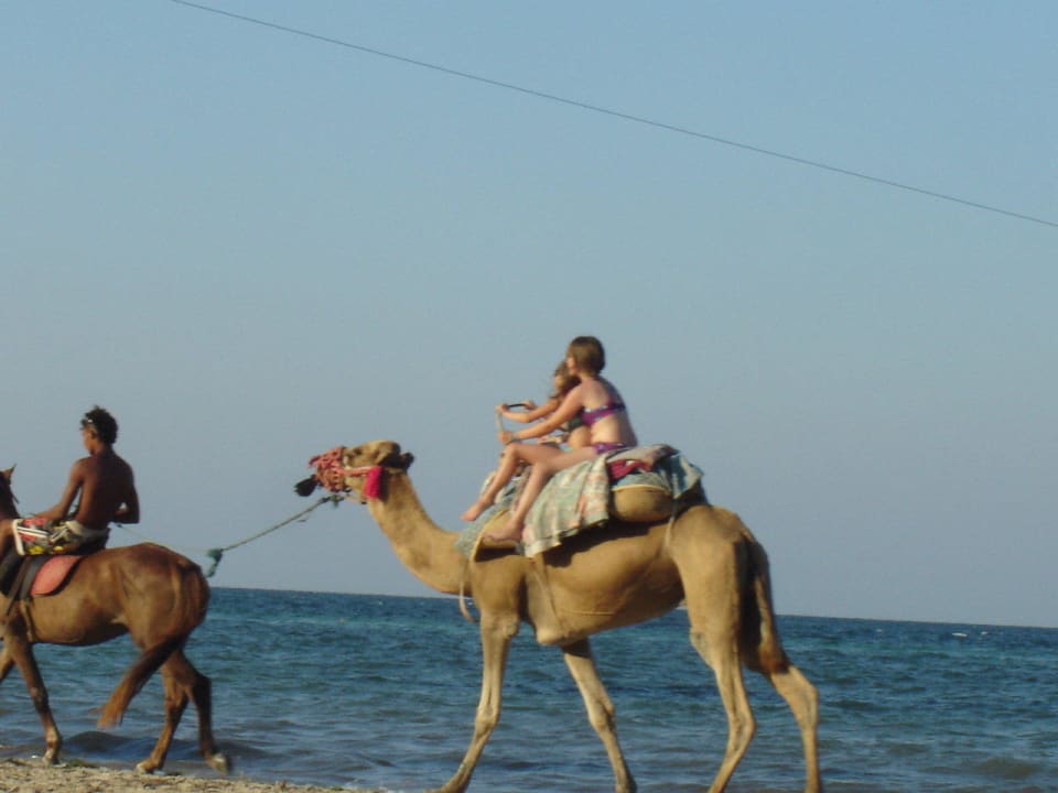 Das Kamel am Strand. Hotel Eden Star