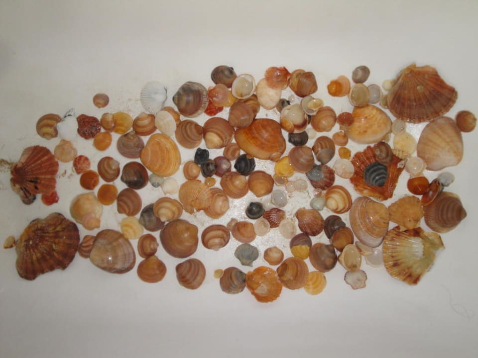 Muschelvielfalt Monica Isabel Beach Club