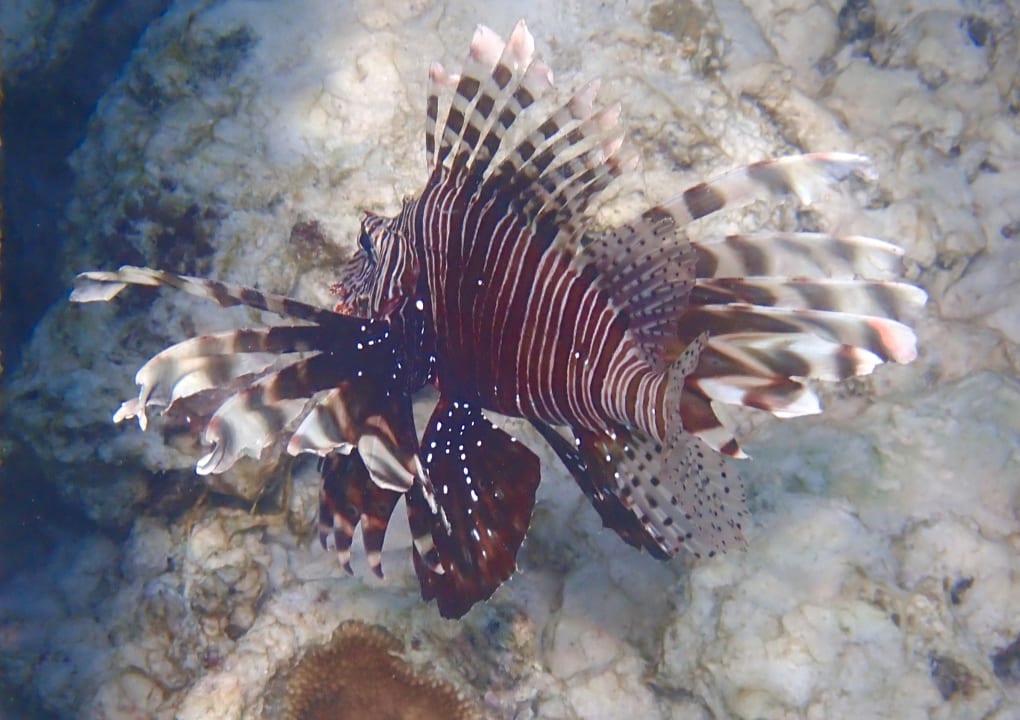 Sport & Freizeit Mirihi Island Resort