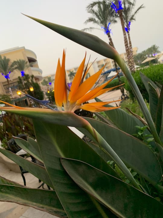 Gartenanlage Palm Royale Resort - Soma Bay