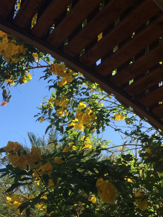 Ausblick Desert Rose