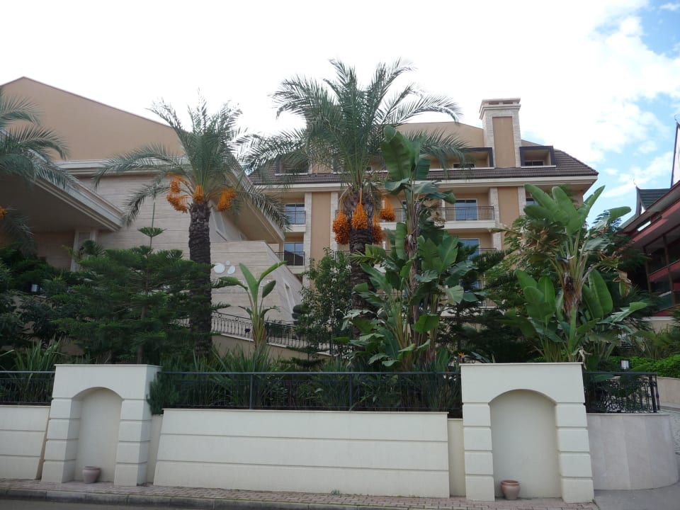 Dattelpalmen vor Nachbarhotel Siam Elegance Hotels & Spa