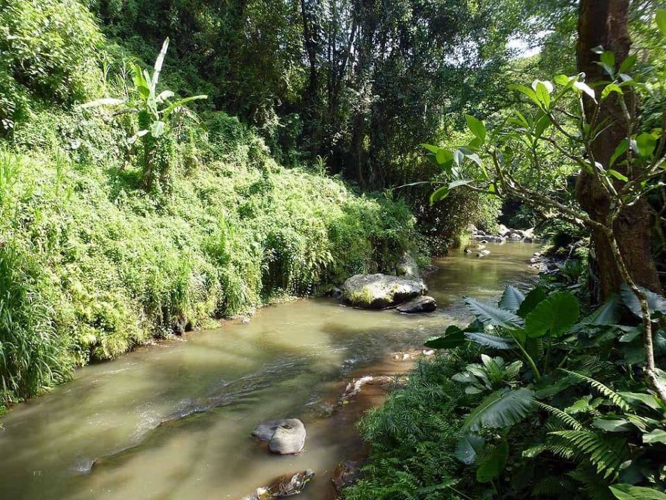 Der Petanu River fließt durch den Garten Maya Ubud Resort & Spa Bali