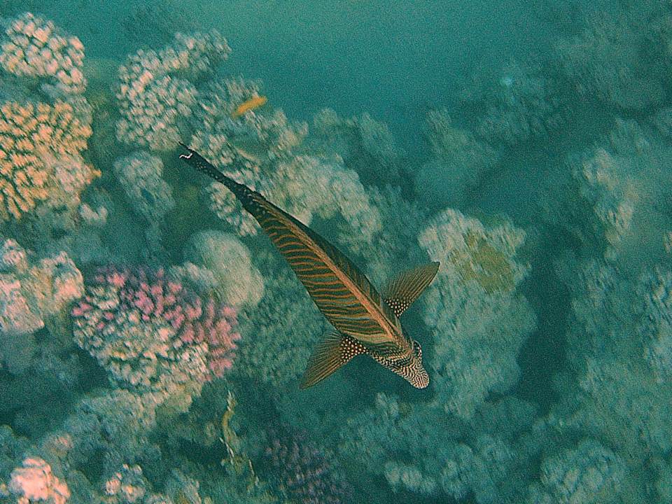 Strand Stella Beach Resort & Spa Makadi Bay