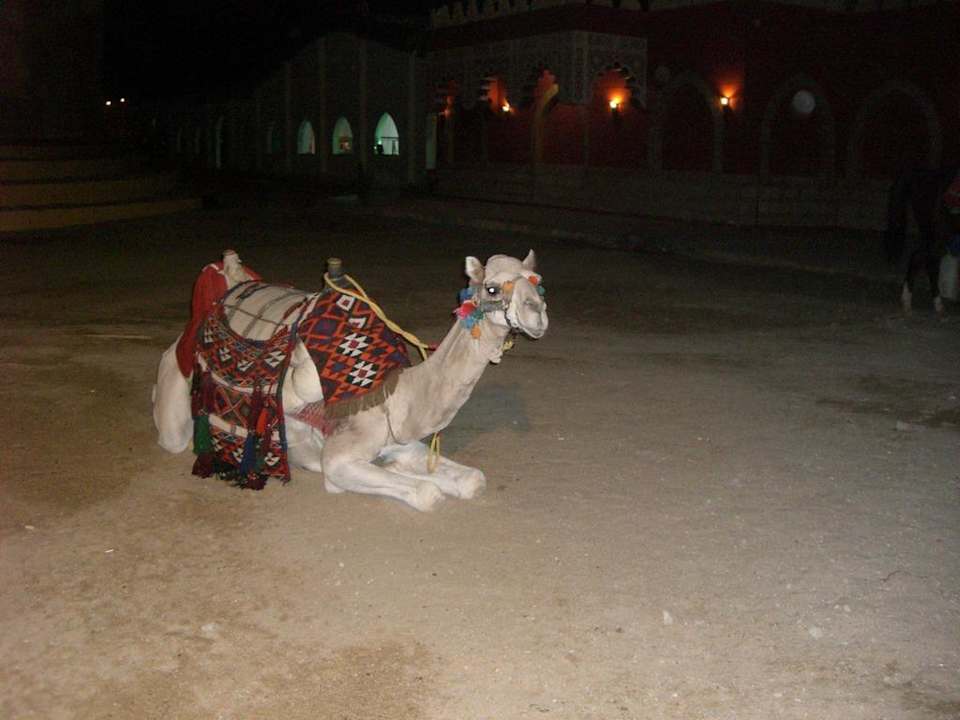 Das Hotel-Kamel  Pickalbatros Alf Leila Wa Leila Resort - Neverland Hurghada