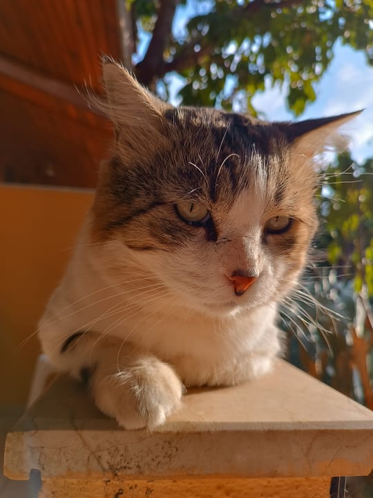 Sonstiges Özlem Garden Hotel