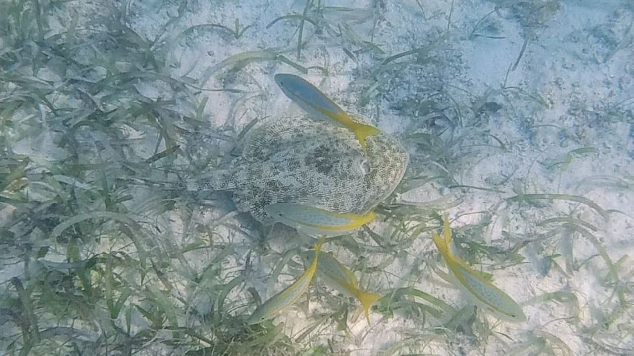 Strand Akumal Bay Beach & Wellness Resort