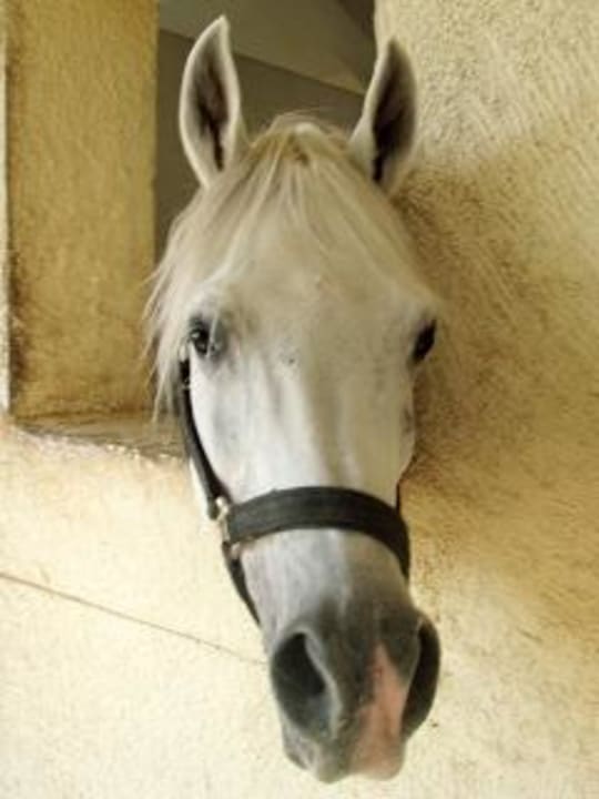 Das sind Einstellpferde-nicht für Ausritte buchbar Concorde El Salam Hotel Sharm el Sheikh by Royal Tulip